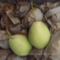 Selecting Quality Fresh Green Shandong Pear